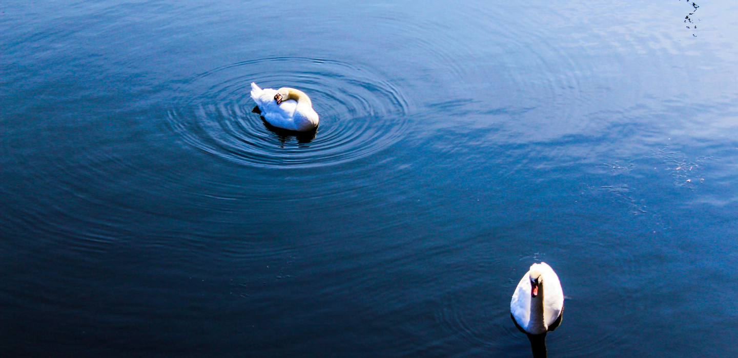 Wildlife in Wharfs